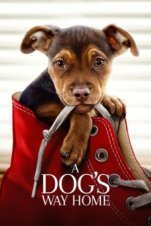 A Dogs Way Home (2019) Hindi Dual Audio [900MB] HD Poster Download - Filmyzilla